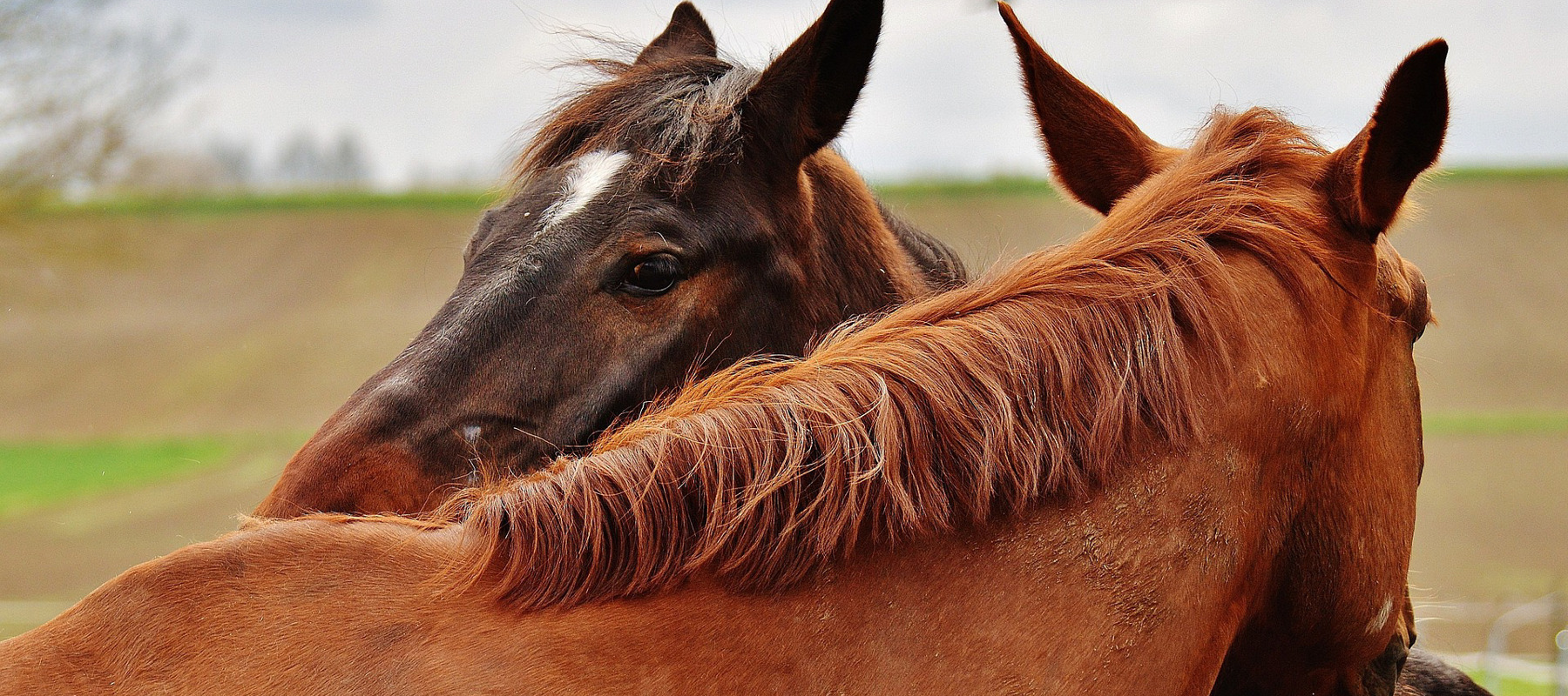 Horses Grooming Free Image Edited