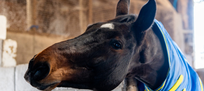 Horse In Stable (Consent To Jul 30, 2027)