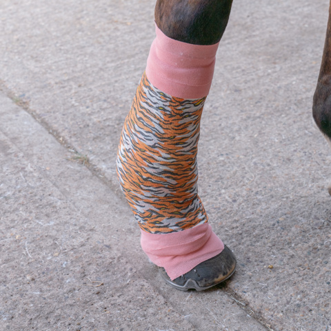 BHS Uniofnotts Leg Bandage 006