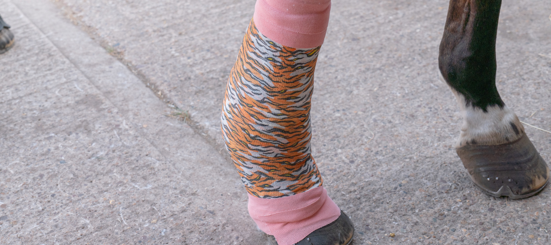 BHS Uniofnotts Leg Bandage 006