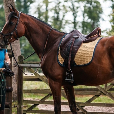 Woman Standing With Tacked Up Bay Horse