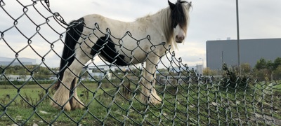 Horse Poor Environment (Fencing)