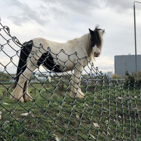 Horse Poor Environment (Fencing)