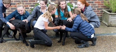 Safeguarding Course kids playing with dogs