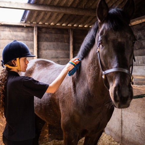 woman grooming a horse