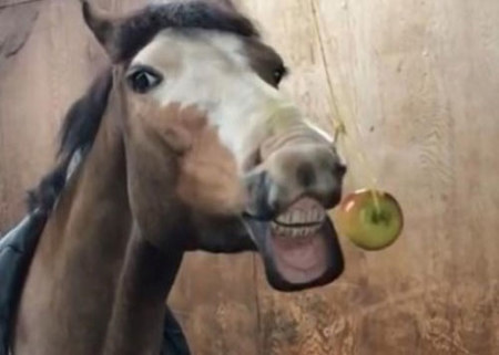 horse biting apple hanging on a string