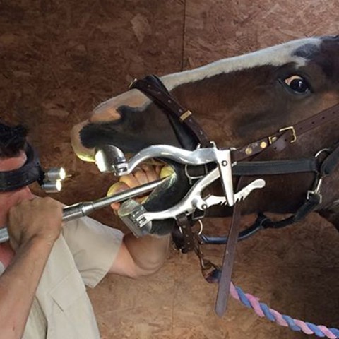 Equine Dental Technician