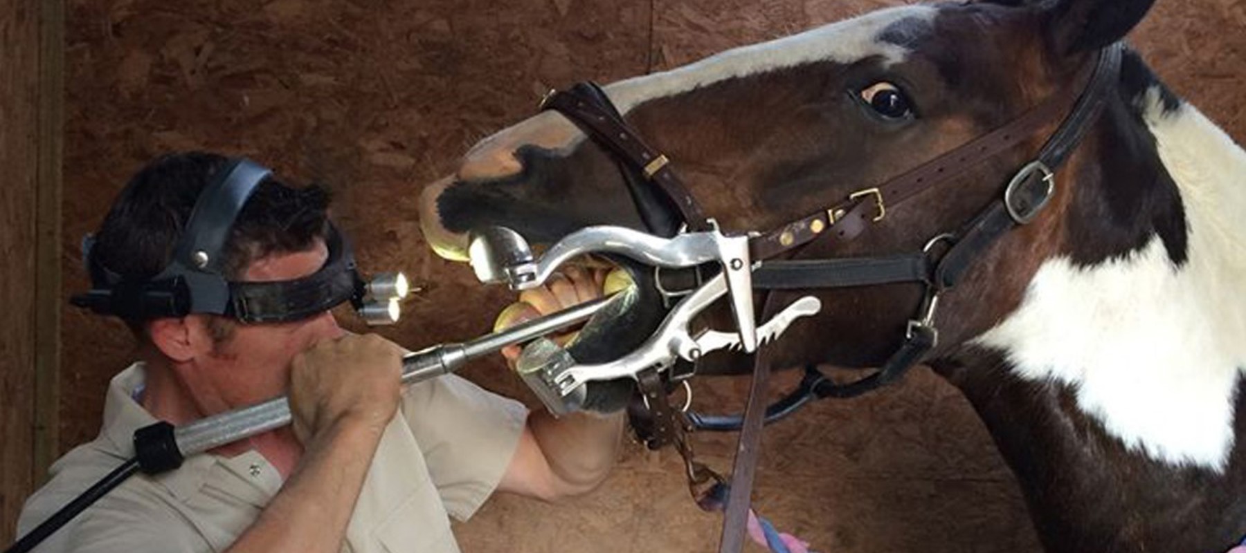 Equine Dental Technician