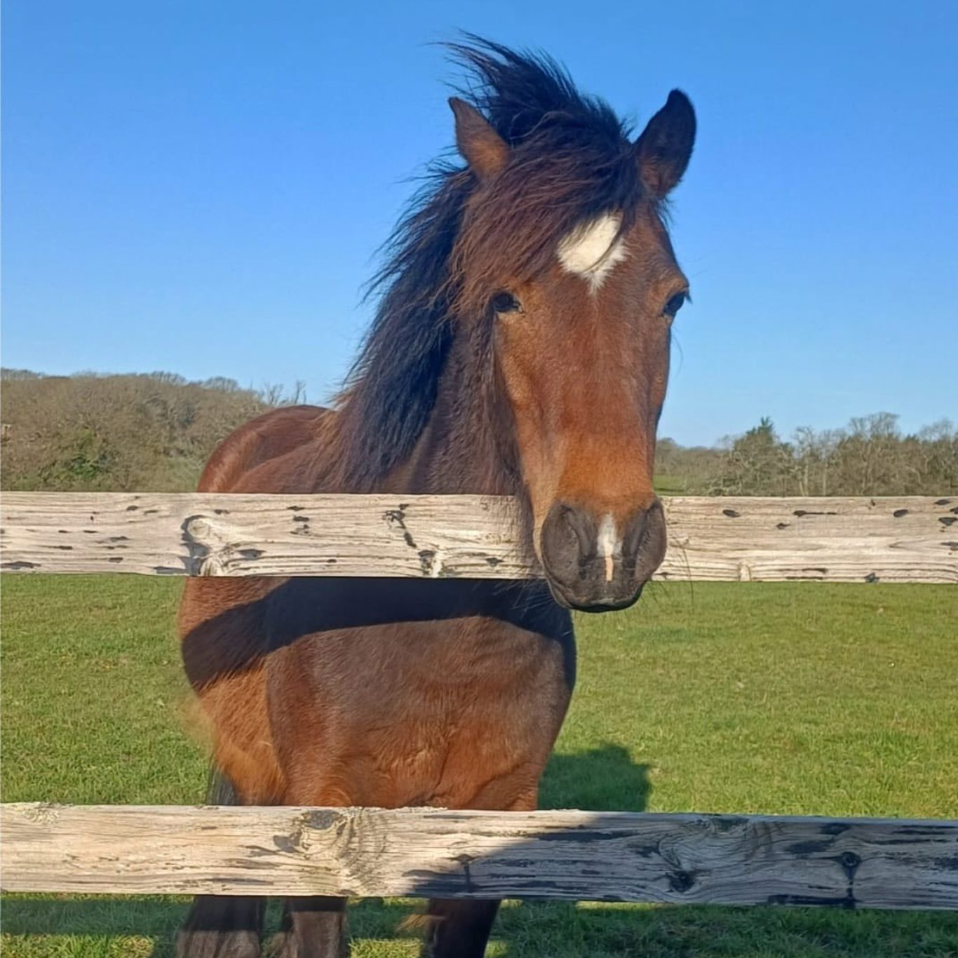 Second Chance rehoming horses | The British Horse Society