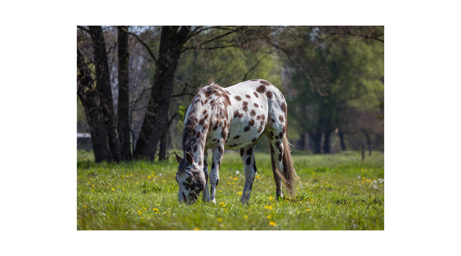 Horse Free Image No Credit Needed4 Border 2