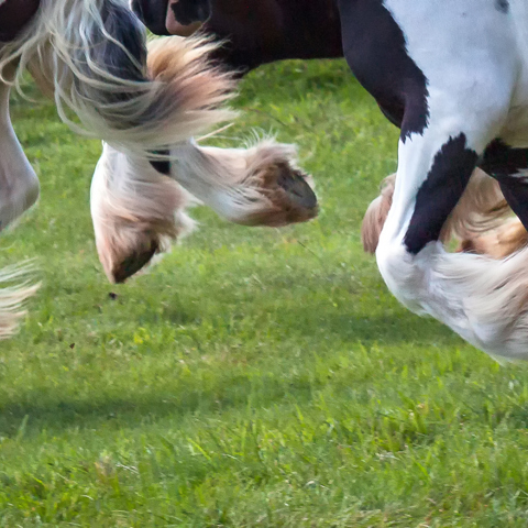 Cob Horse Hoofs Shutterstock